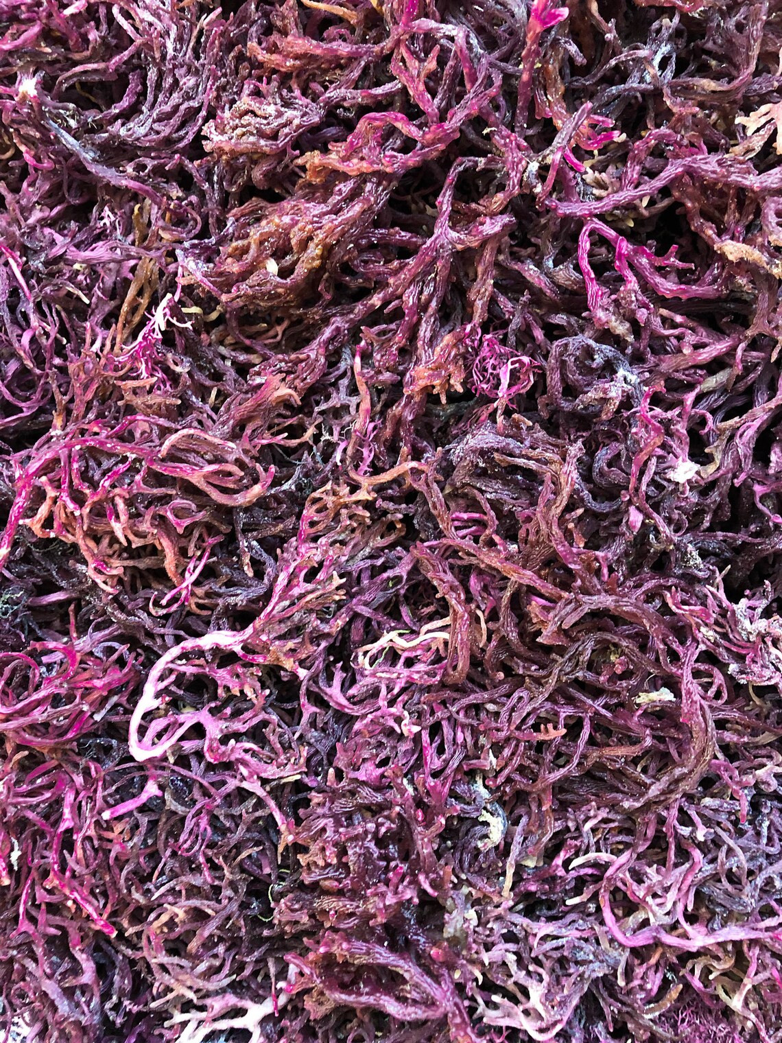WILD CRAFTED PURPLE SEA MOSS