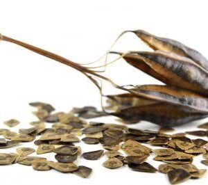 Duck Flower Seeds (10 SEEDS)