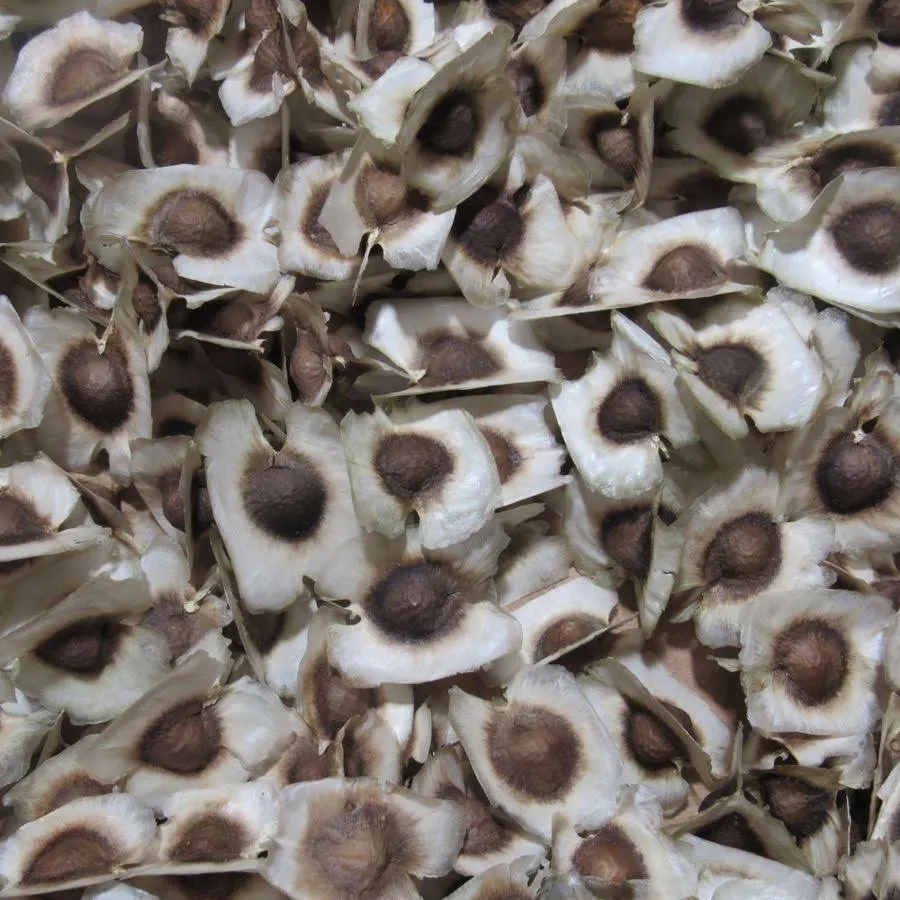 MORINGA SEEDS Moringa Oleifera | Dried, Non GMO - Image 2