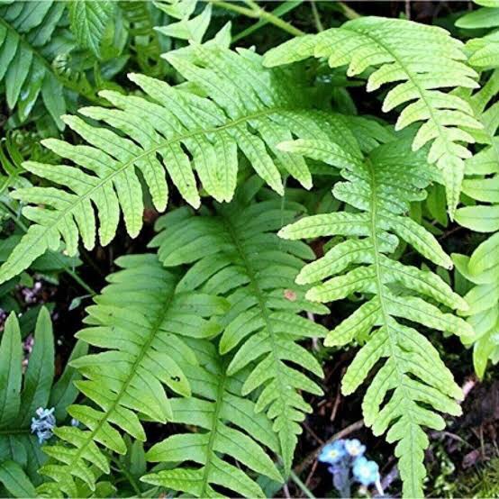Kalawala Herb 25gms - Image 2