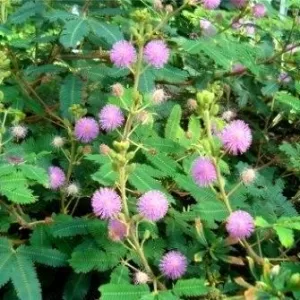 SENSITIVE PLANT,SHY PLANT,TOUCH ME NOT PLANT,MIMOSA PUDICA SEMI CRUSHED