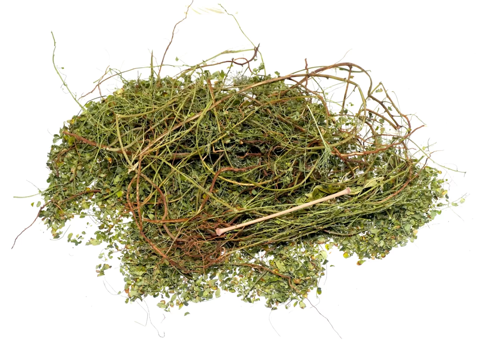 PHYLLANTHUS NIRURI STONE BREAKER,CHANCA PIEDRA,GALA OF THE WIND LEAF - Image 3