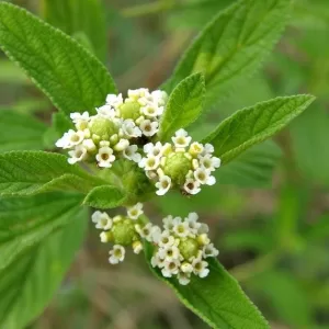 Lippia Javanica tea 100gms