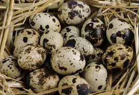 Quail eggs Organic superfood