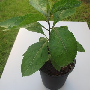 BITTER LEAF LIVE PLANT