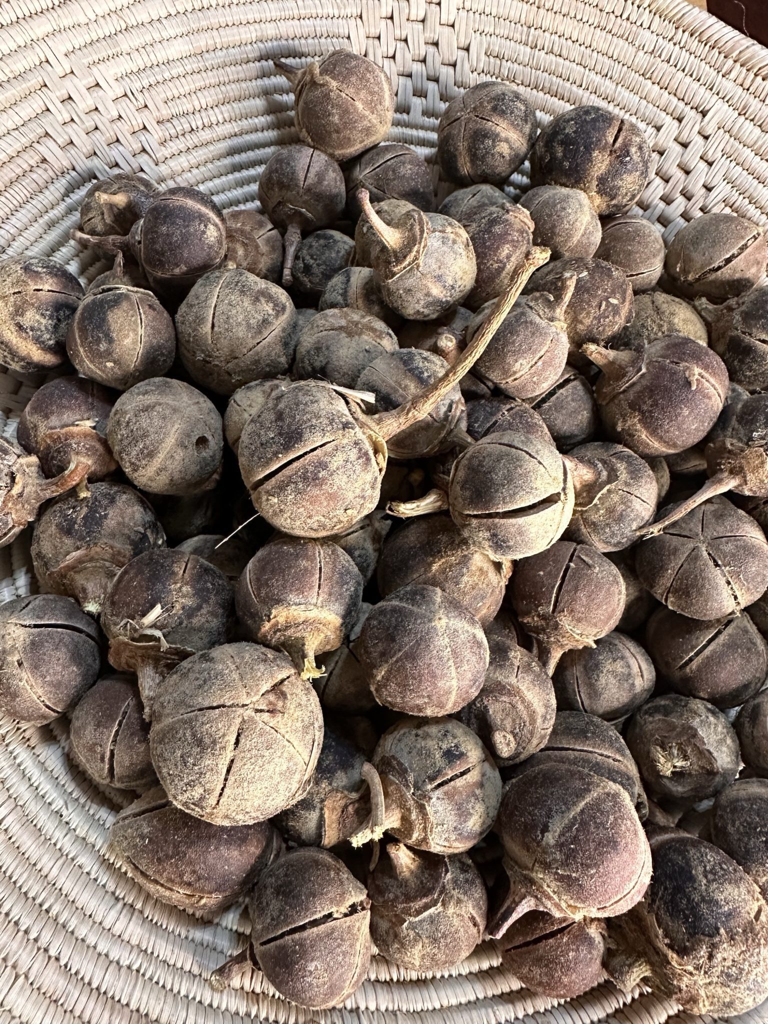 Goron Tula Fruits (Snot Apple) – Bulk 5-Litre Bucket