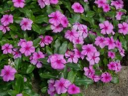 Madagascar periwinkle  dry herb