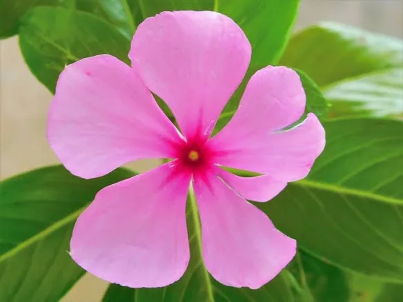Madagascar periwinkle dry herb - Image 2