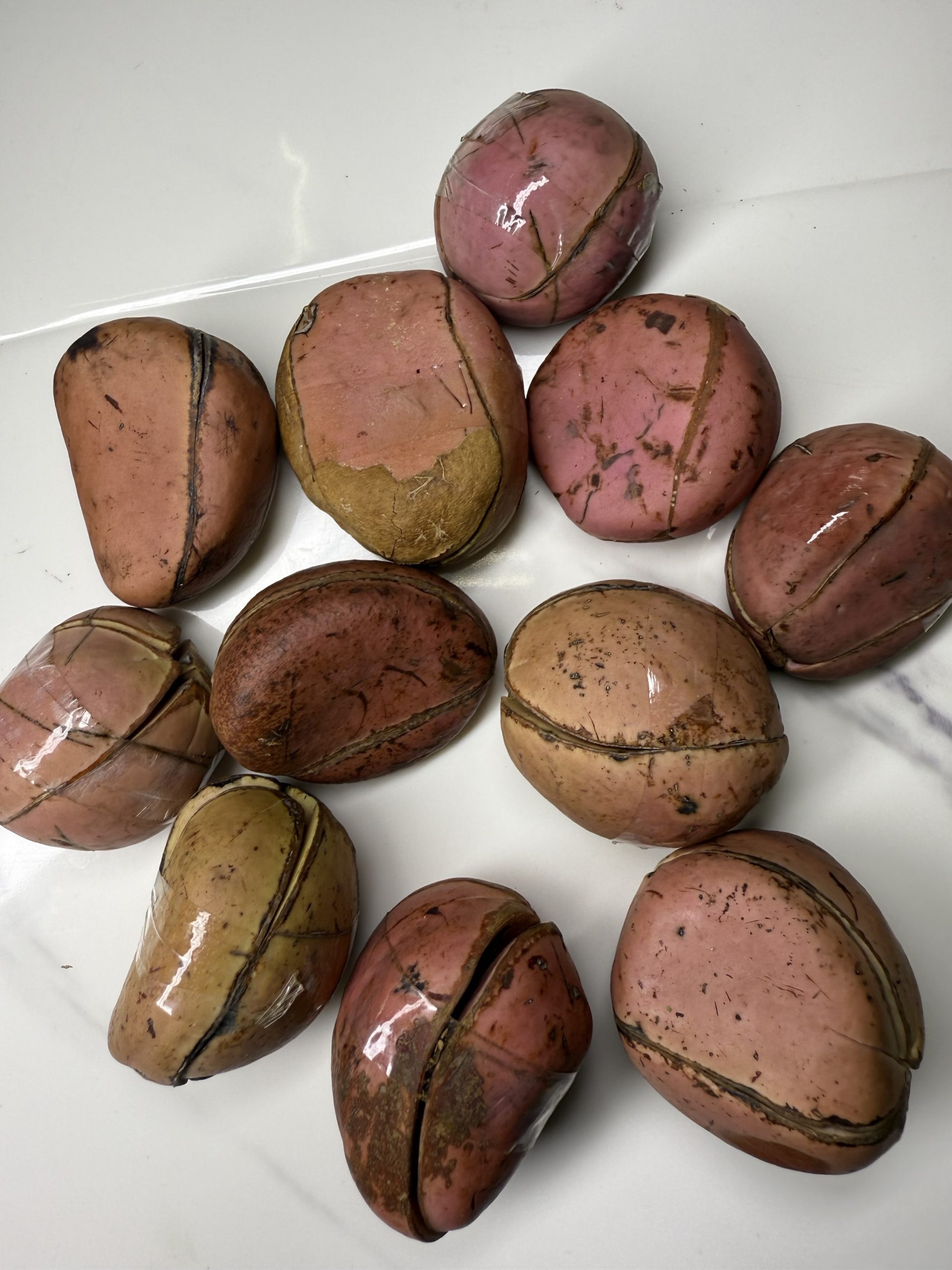 Kola nuts (1 piece)