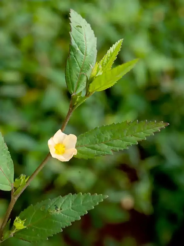 Sida Acuta 50gms stem,Leaves,Flowers cut - Image 2