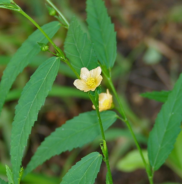 Sida Acuta 50gms stem,Leaves,Flowers cut - Image 3