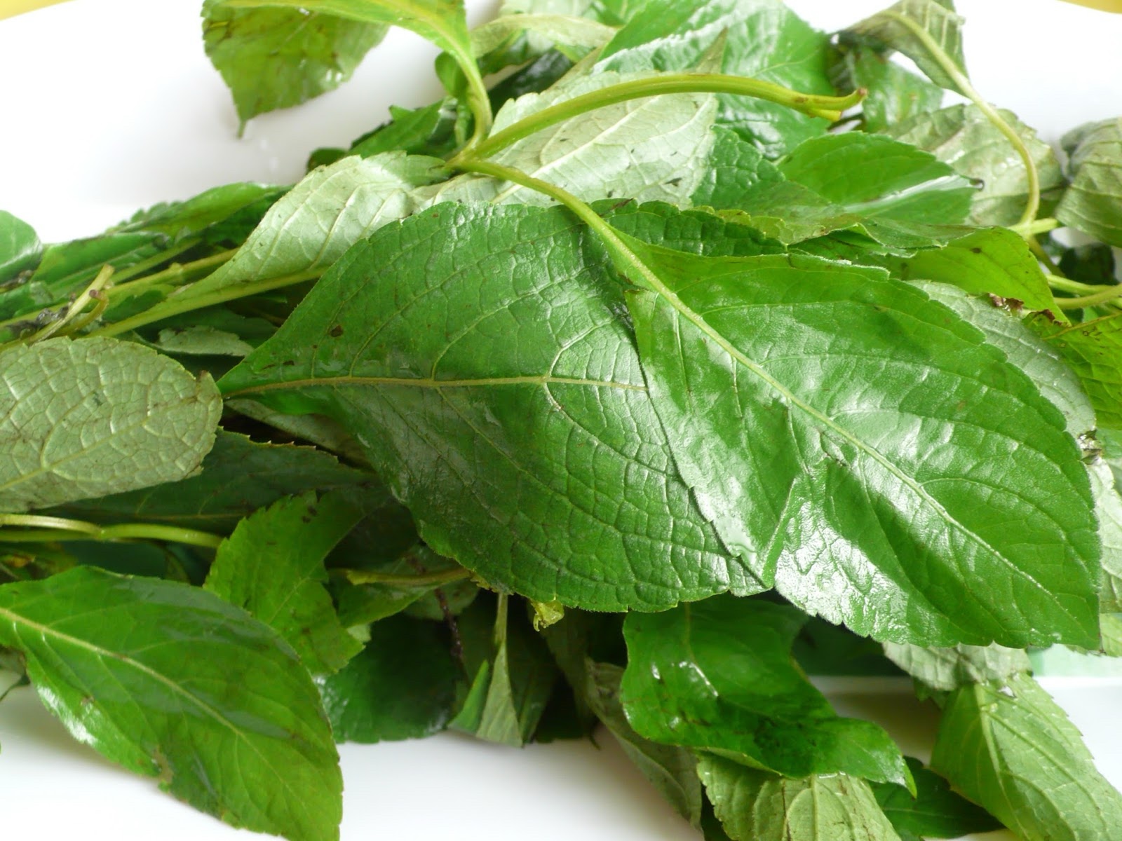 Scent leaves fresh bundle