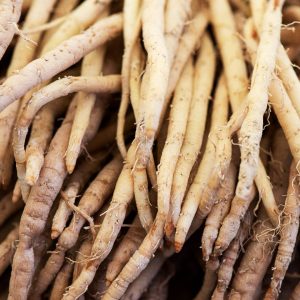 Shatavari root powder