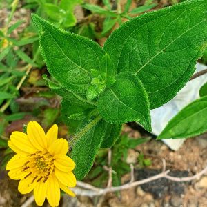 Makayi wild sunflower herb powder