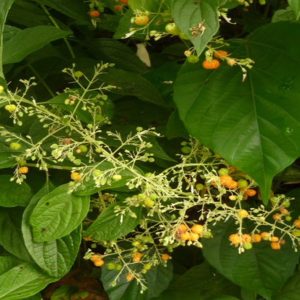 Kamunye Hoslundia Opposita 50gms powder